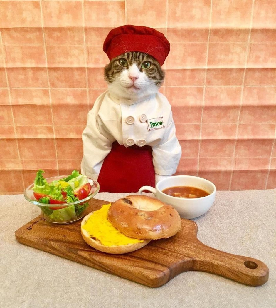 Кот готовит