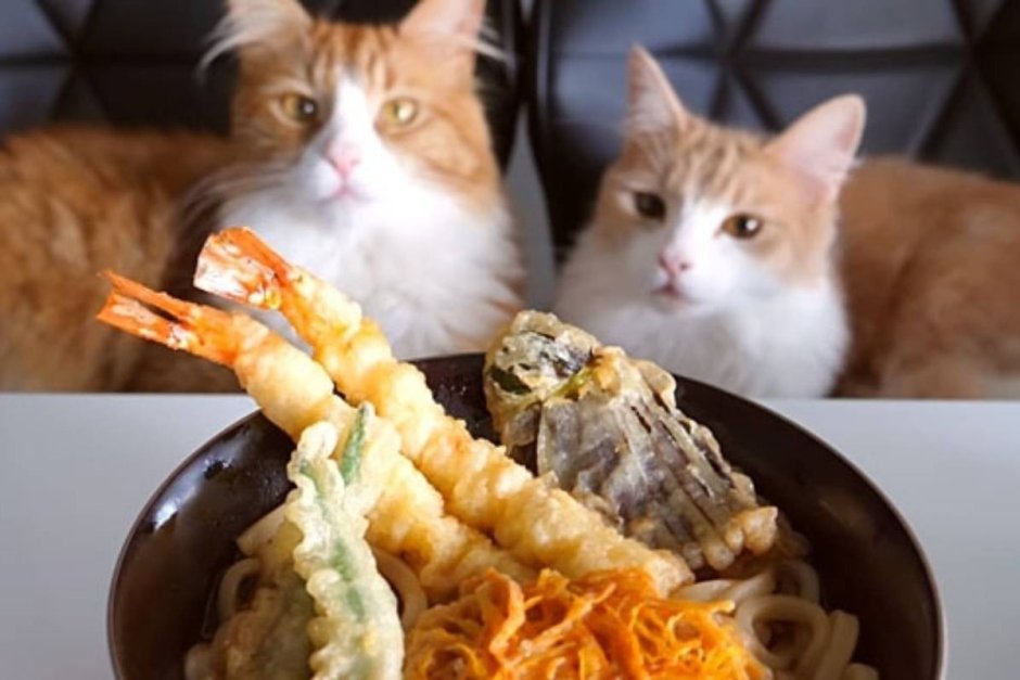 Cat Cuisine натуральное питание