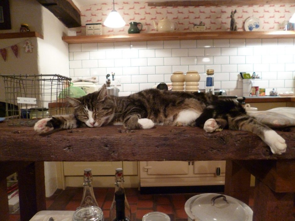 Кот на кухне