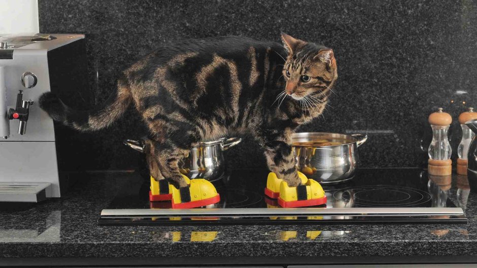 Котик на кухне