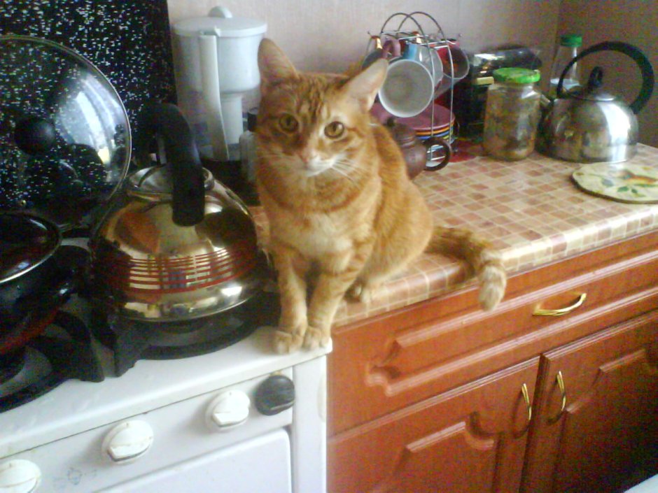 Рыжая кошка на кухне