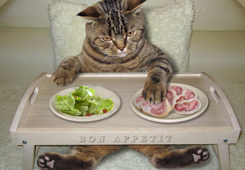 Правильное питание для Лысова кота