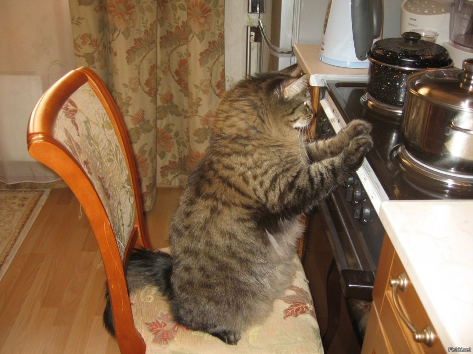 Кот на кухонном столе