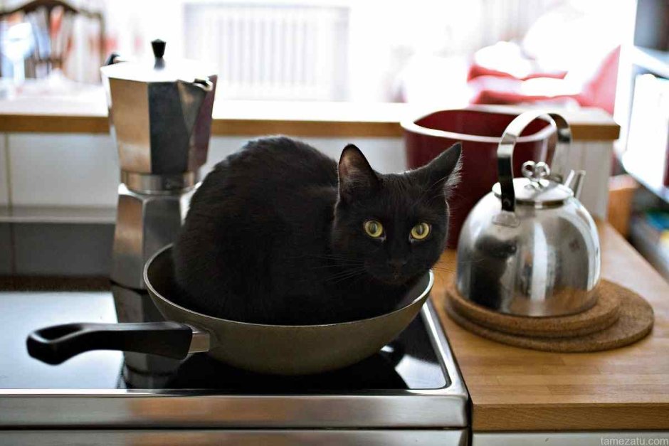 Кот в сковороде