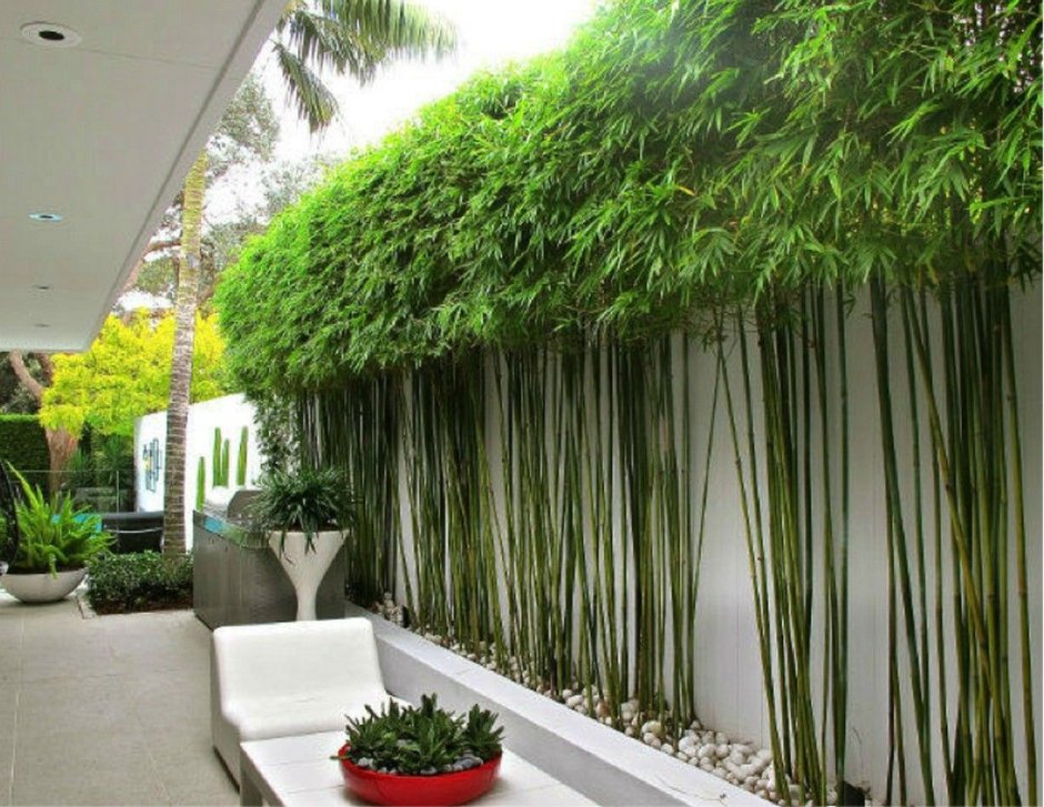 Живой бамбук в интерьере квартиры