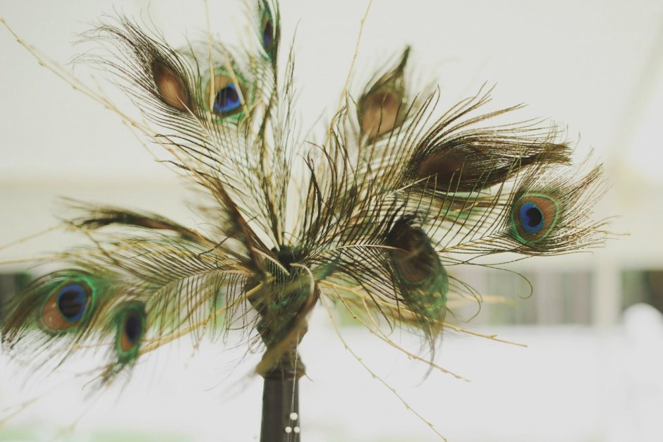 Veniard глазковые перья павлина Peacock Eye Top Dyed Blue
