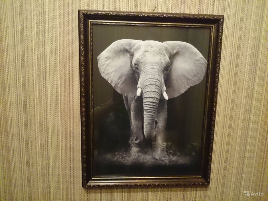 Картина в раме слон