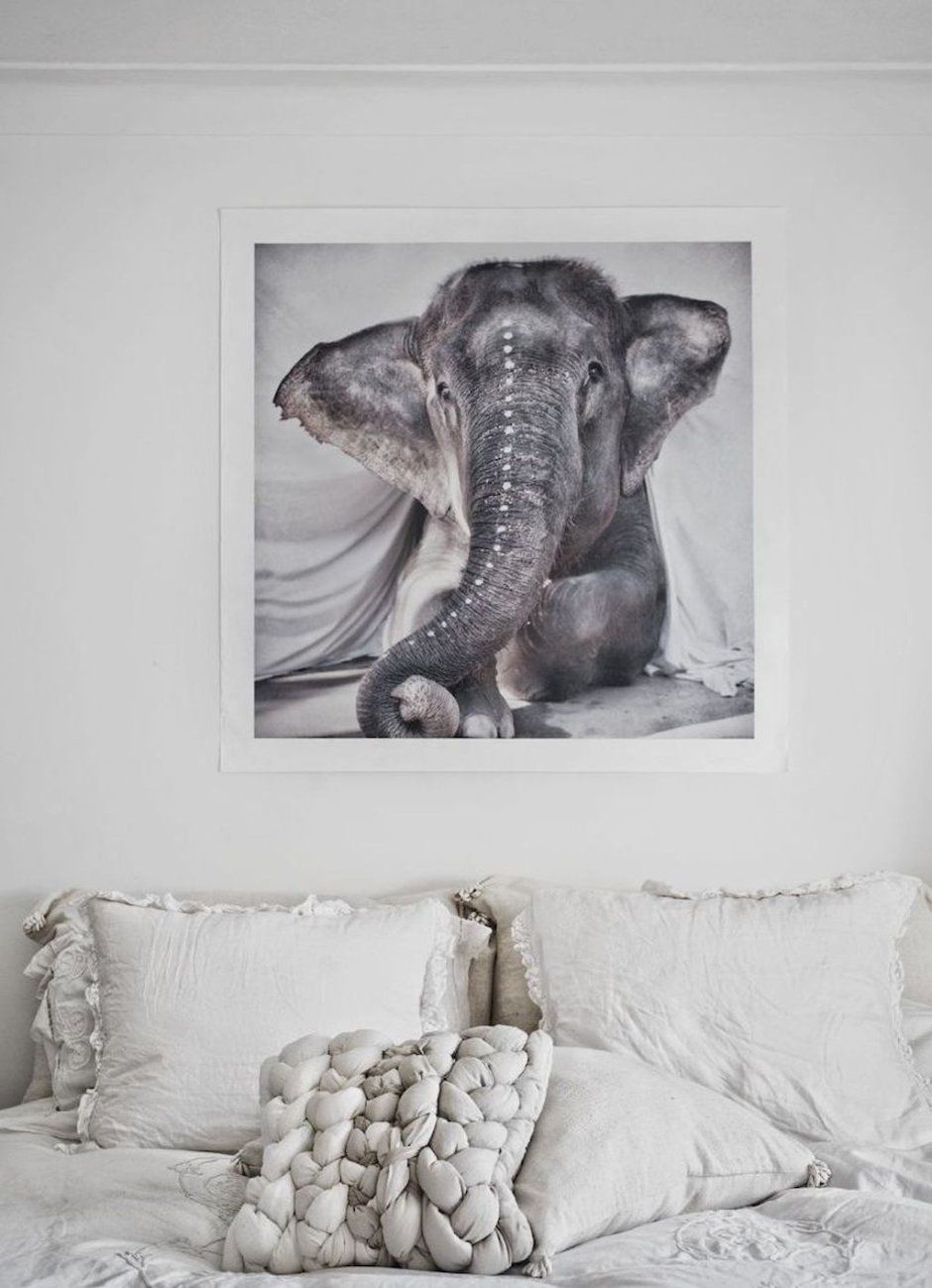 Фотообои слон в интерьере