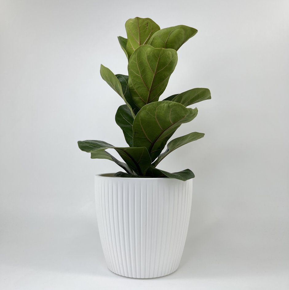 Фикус Fiddle Leaf Fig