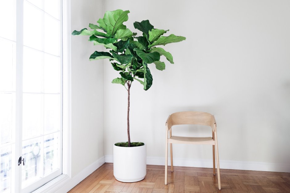 Indoor Plant Ficus