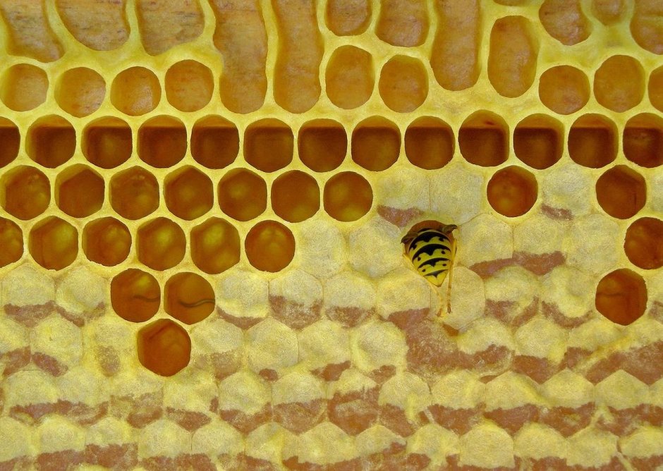 Пчелиные соты в интерьере ванной (65 фото)