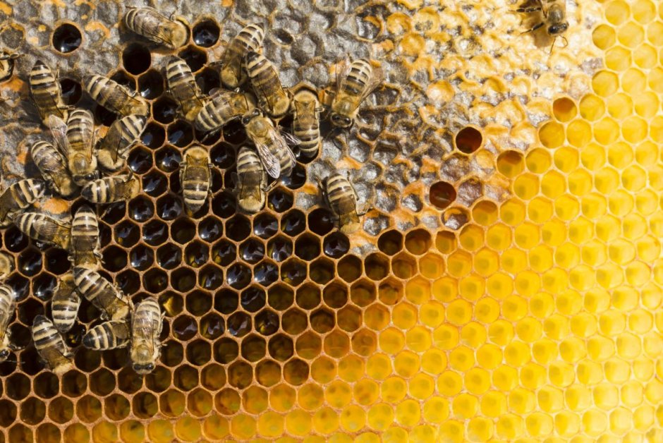 Пчелиные соты в интерьере