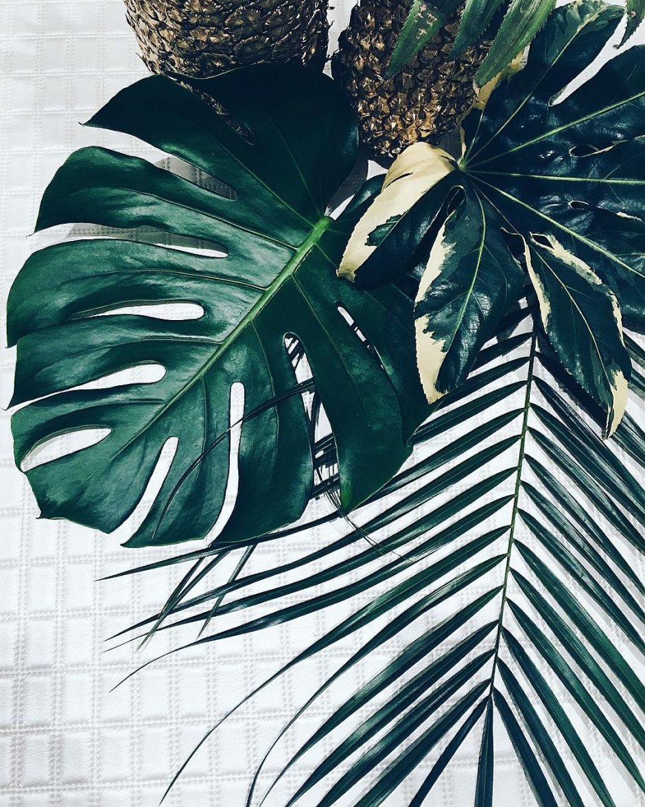 Эстетика пальмовых листьев