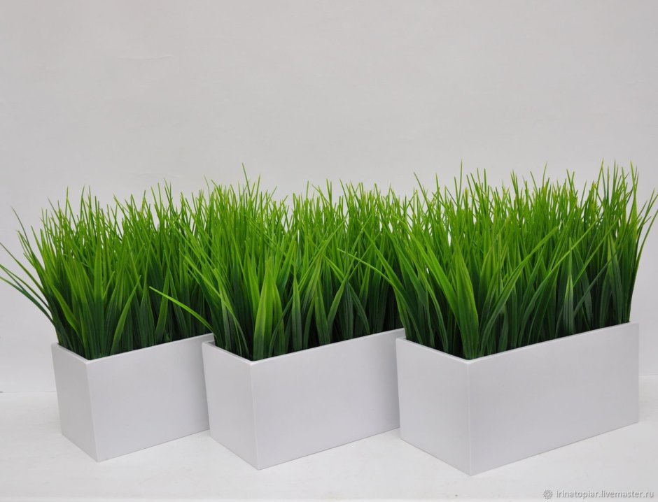 Декоративная трава в горшках для интерьера (65 фото)