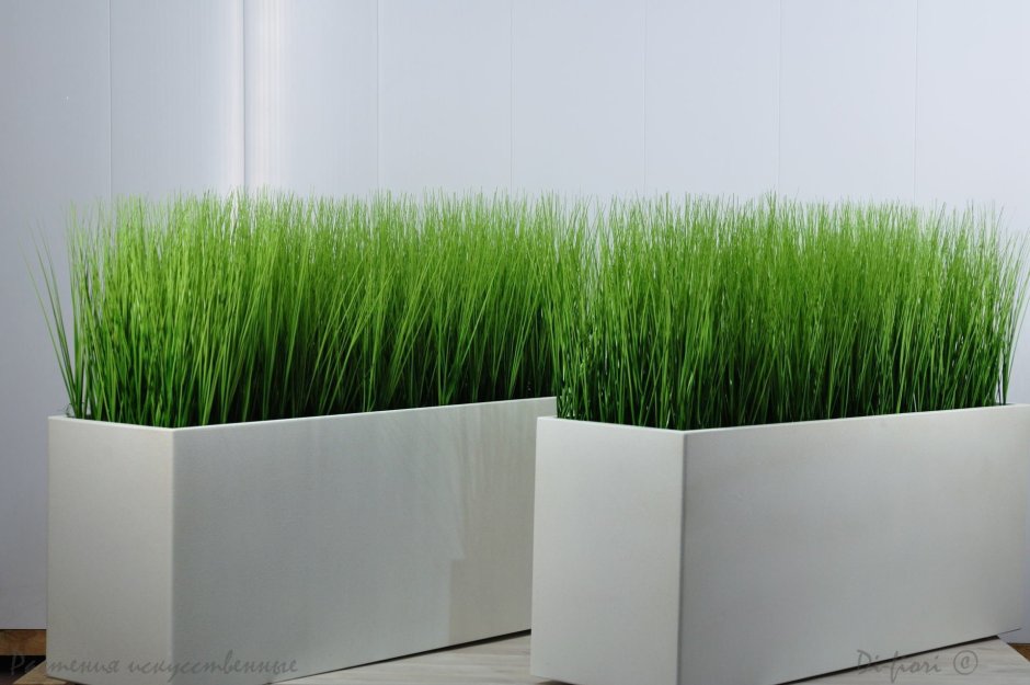 Декоративная трава для интерьера