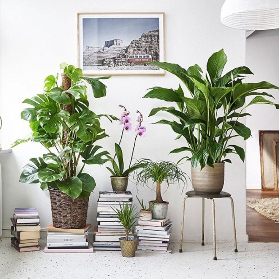 Композиции из комнатных растений для интерьера квартиры