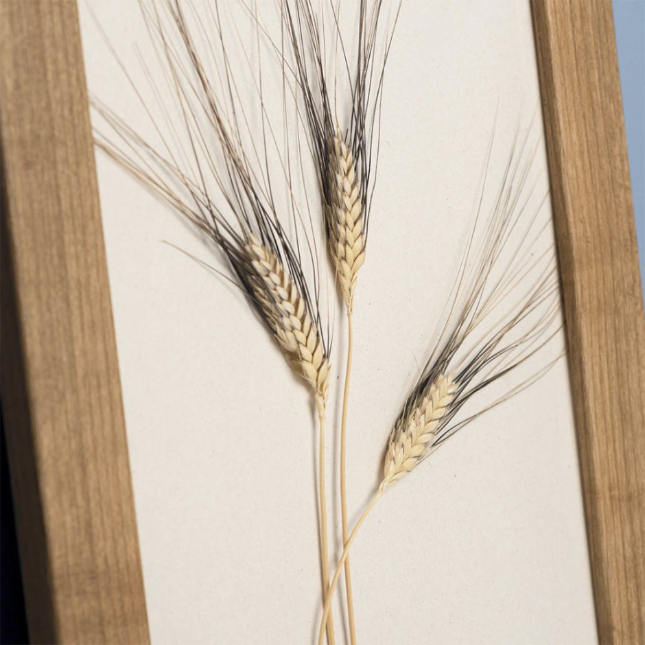 Декоративная пшеница для интерьера