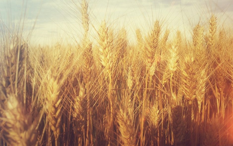 Колоски пшеницы на холсте