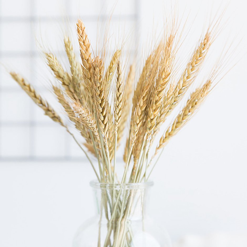 Стилизованные колосья пшеницы