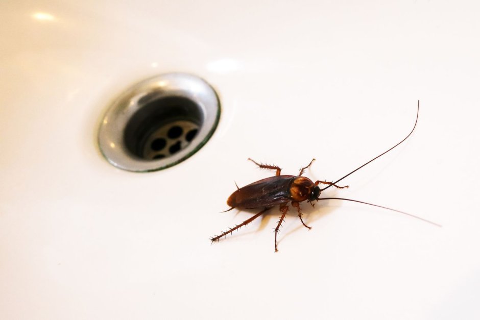 Cockroaches in my Kitchen memes