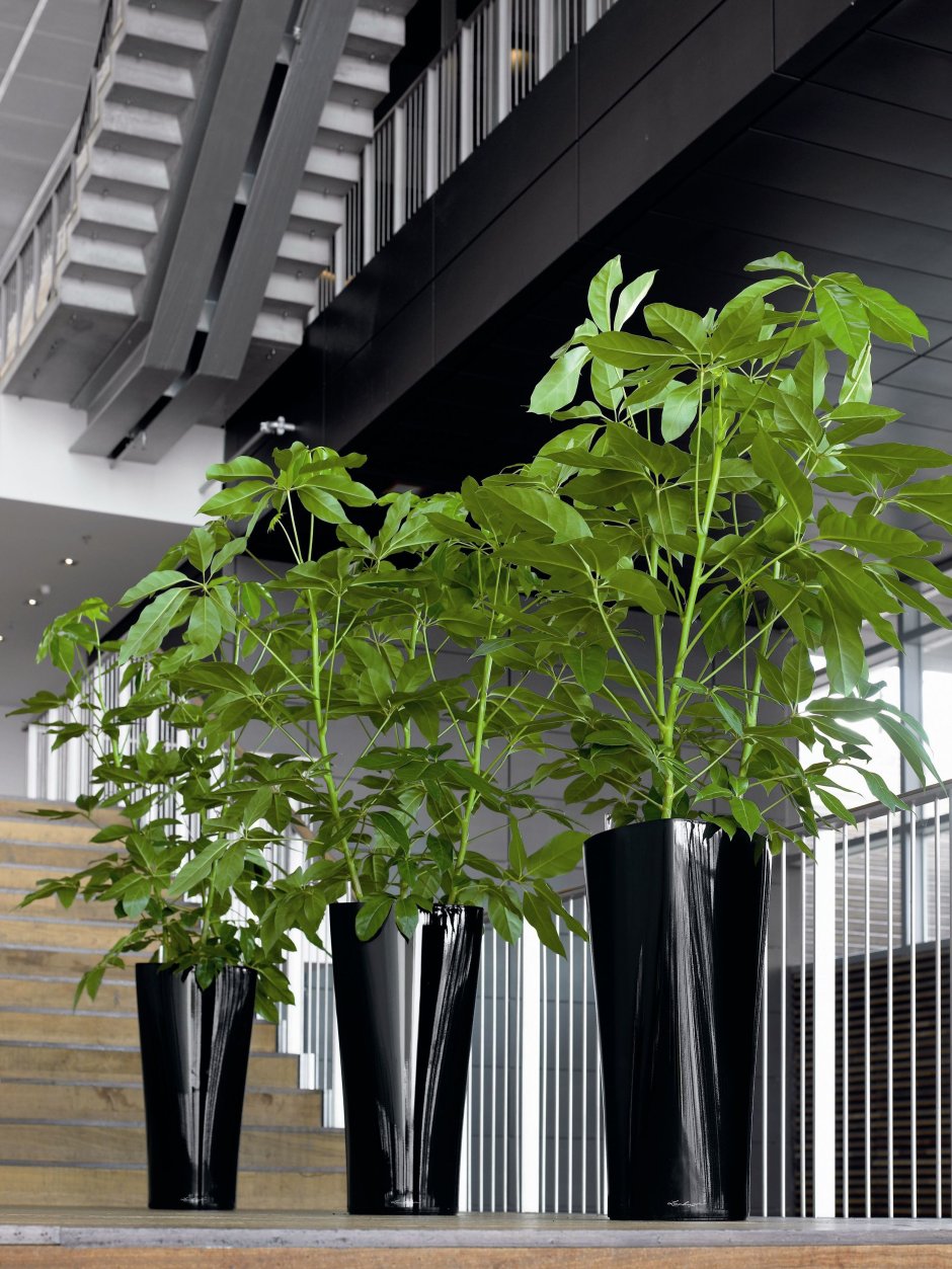 Schefflera House Plant