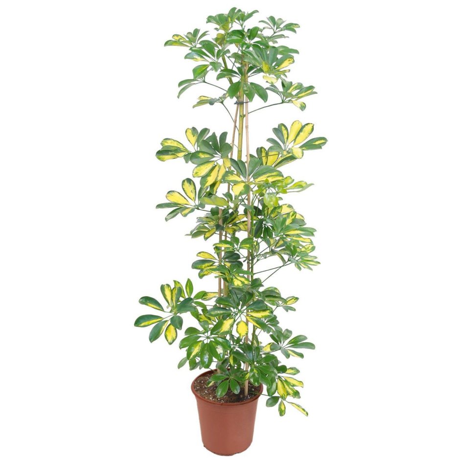 Schefflera arboricola (Umbrella Plants)