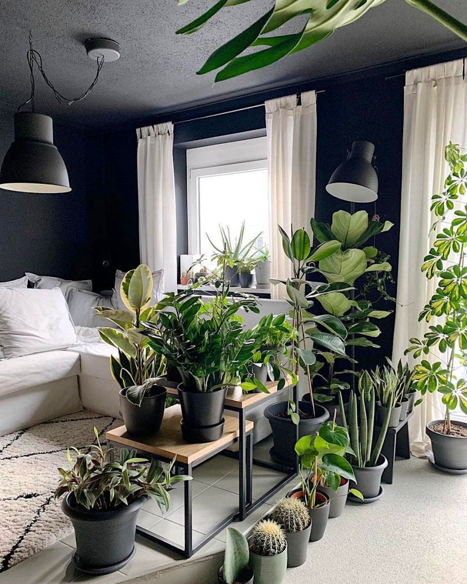 Растения в комнате у окна
