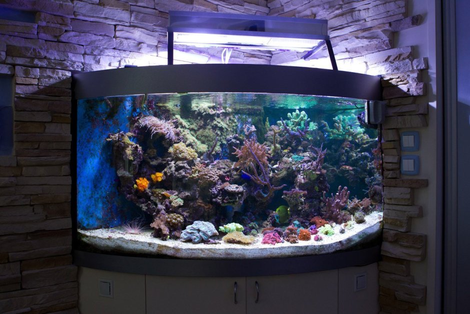 Цилиндрический аквариум в интерьере
