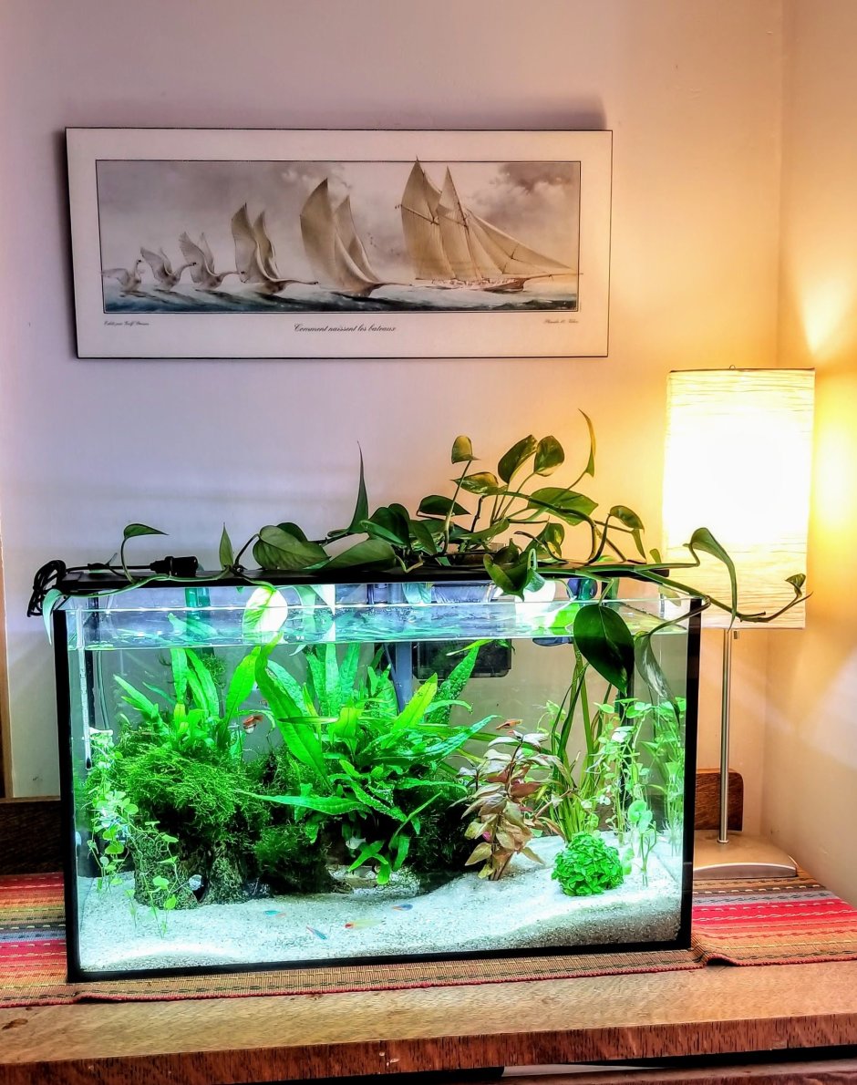 Красивые домашние аквариумы
