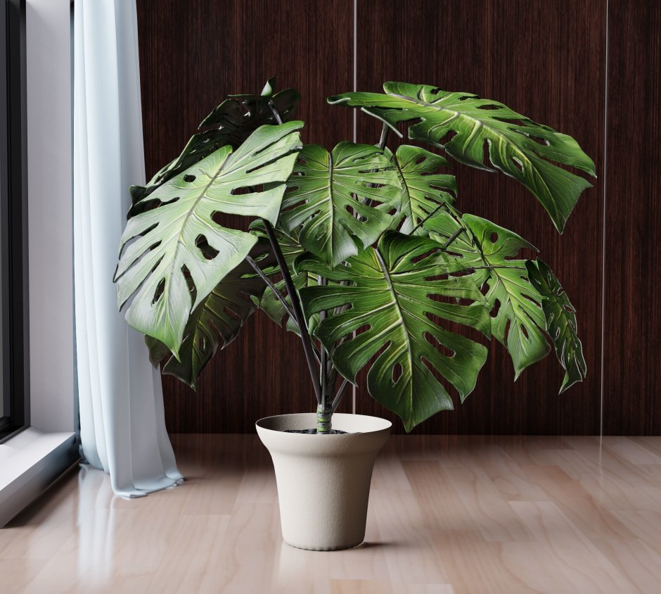 Монстера Делициоза (Monstera deliciosa)