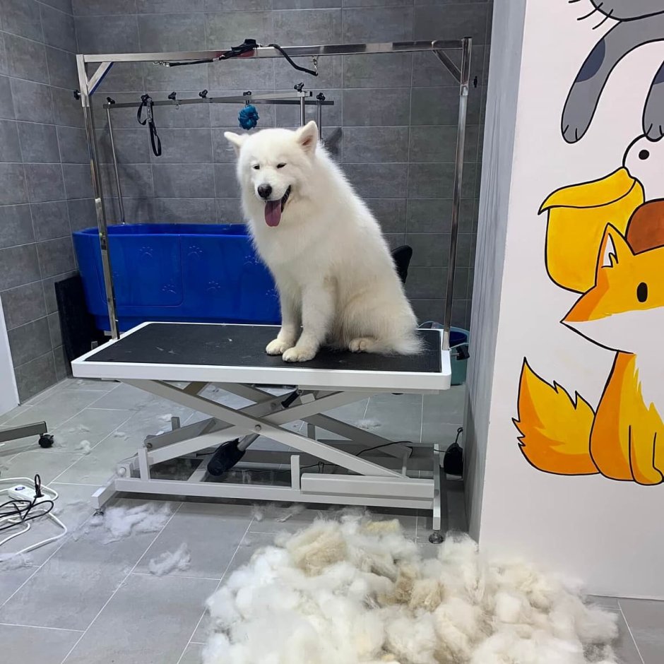 Фотозона для груминга