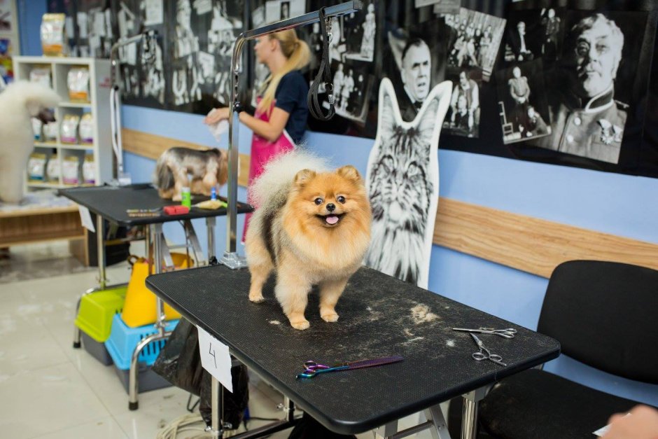Greenville Humane Society