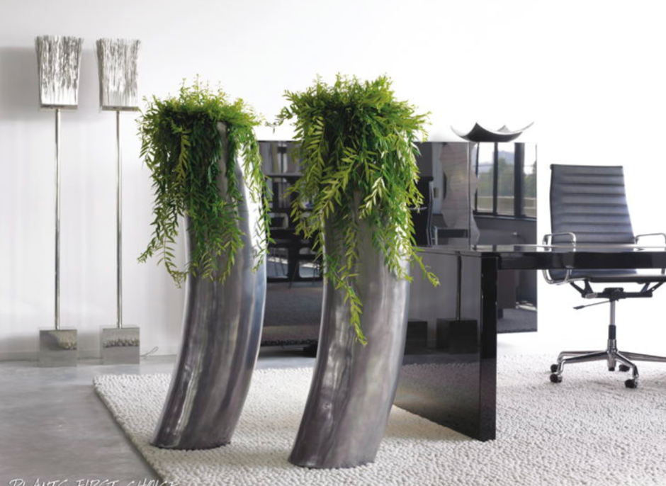 Живые растения в офисе