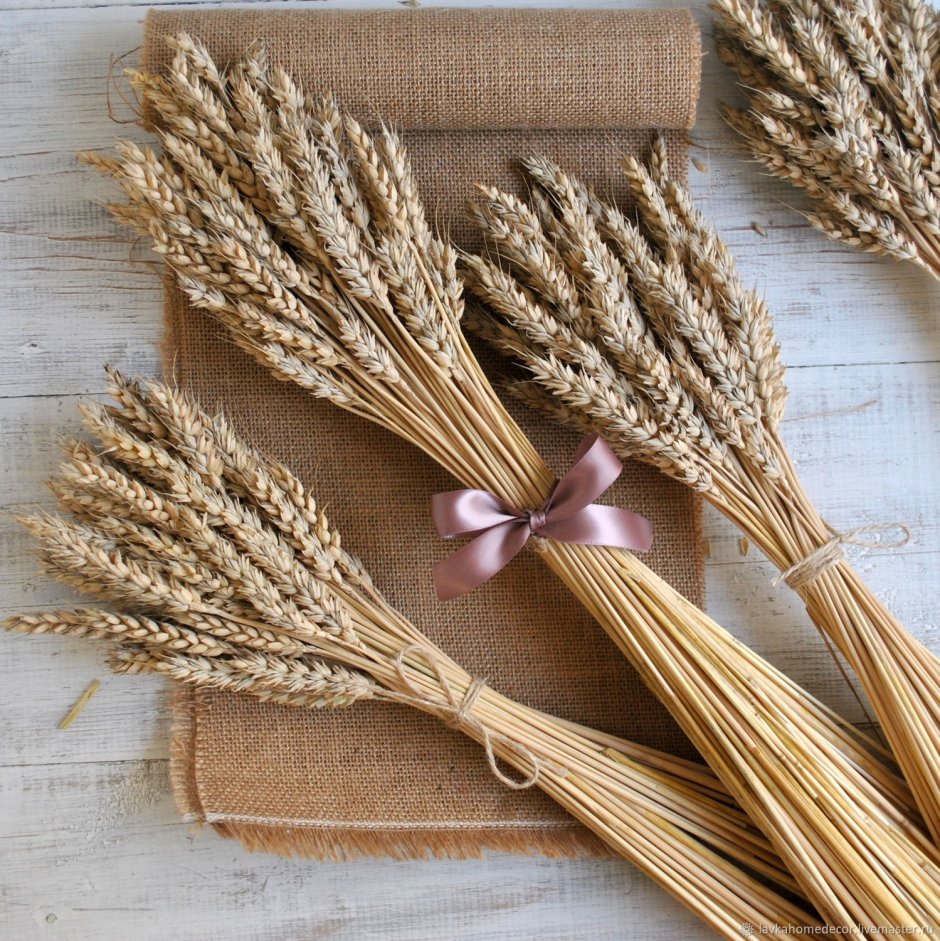 Колосья пшеницы для декора