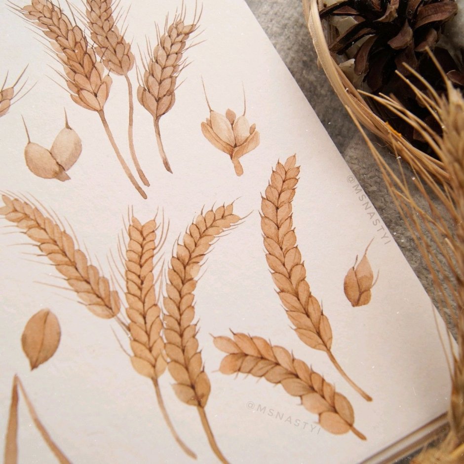 Снопик пшеницы
