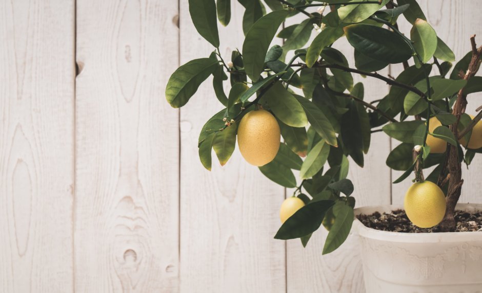 Комнатное дерево Citrus Lemon