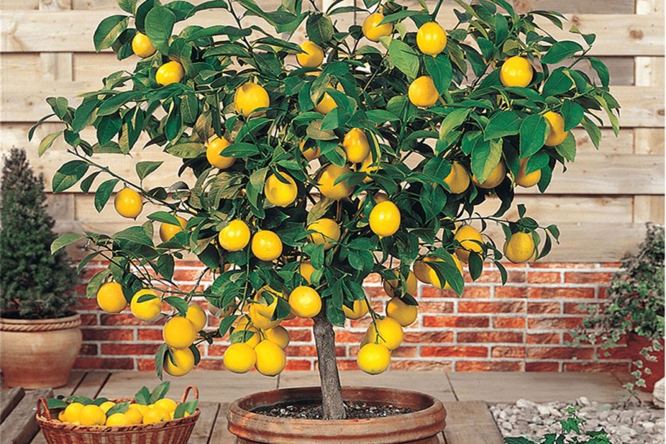 Мини лимонное дерево