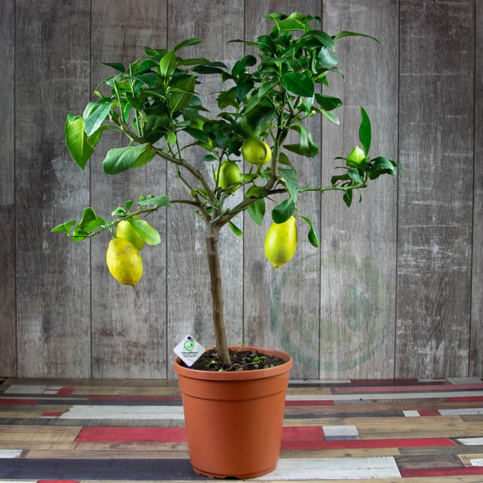 Лимонное дерево Астарта