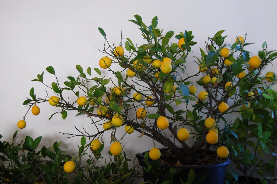 Lemon Tree кухни