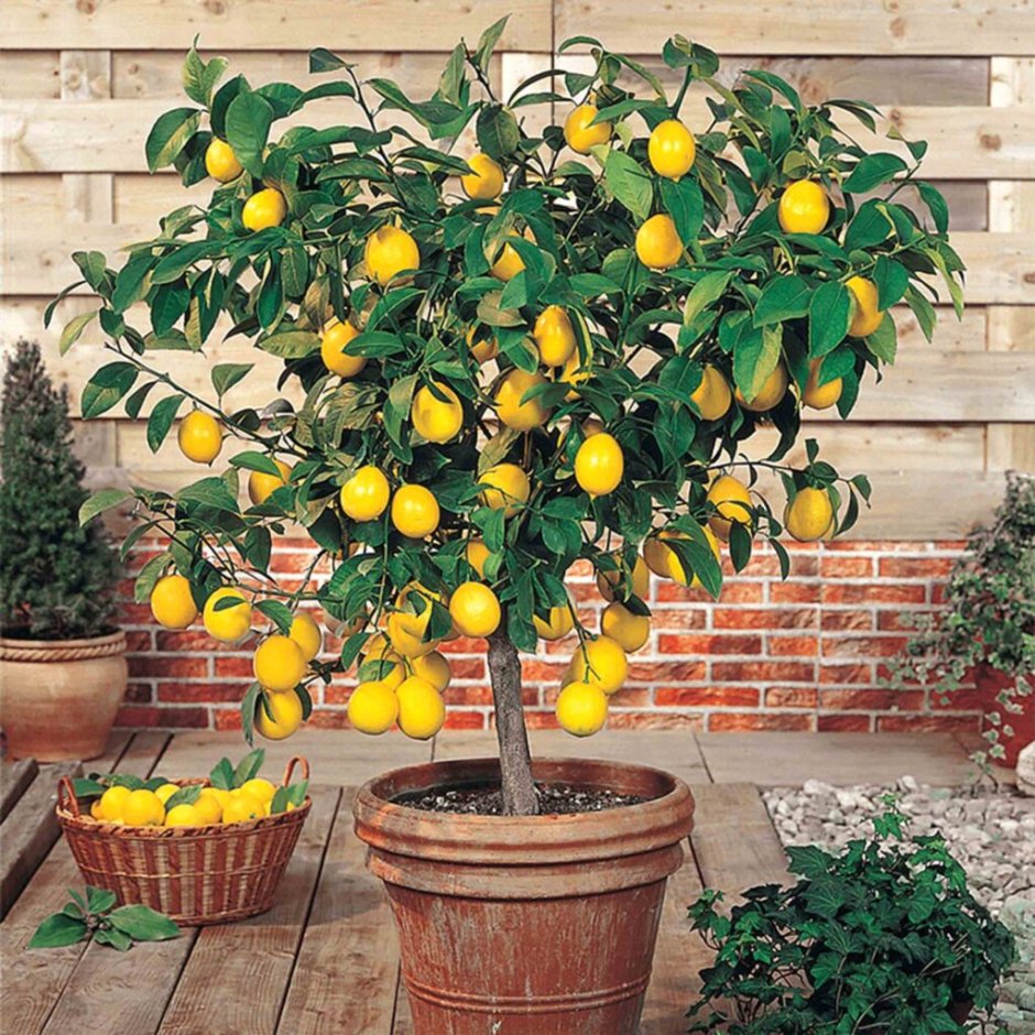 Лимонное дерево Астарта