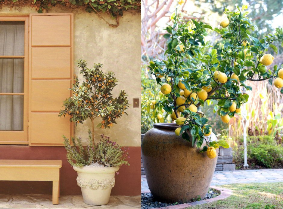 Лимонное дерево на балконе