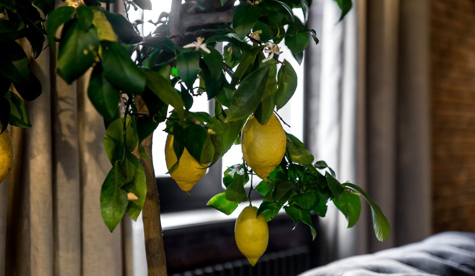 Роспись стен лимонное дерево
