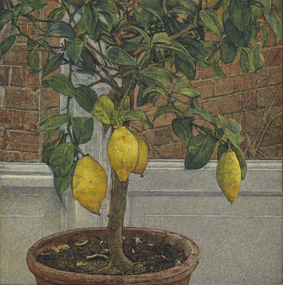Лимонное дерево Кшиштоф
