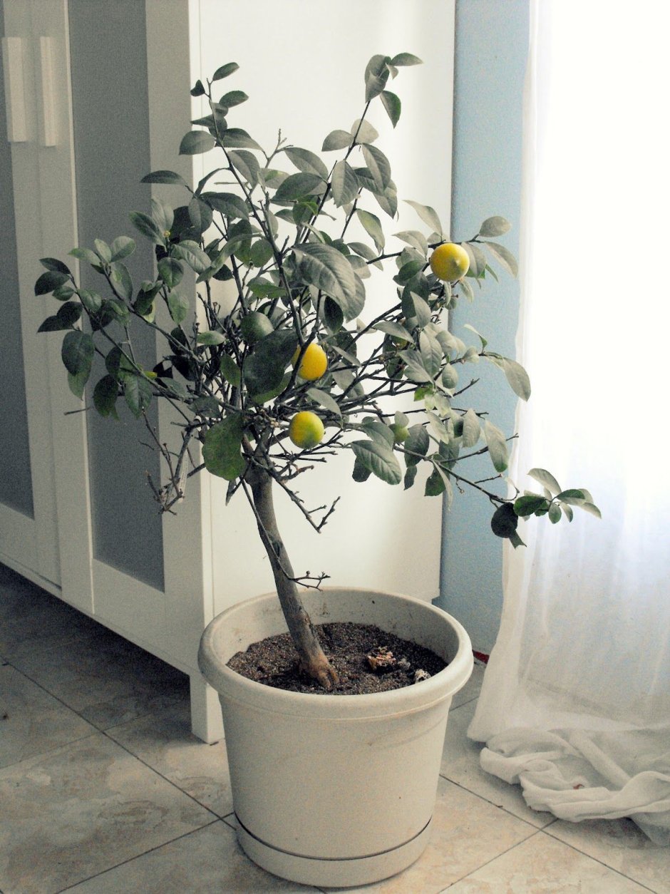 Цитрус лимон дерево 2 метра