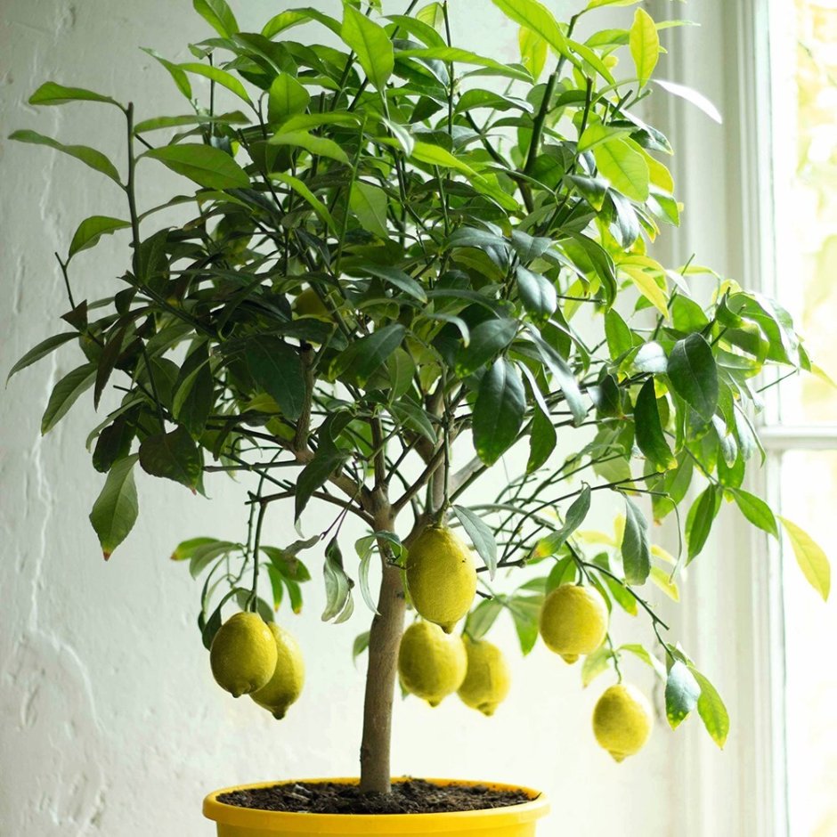 Лимон дерево фитонцид