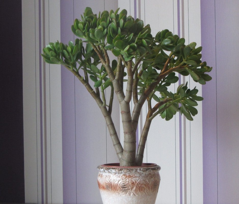 Толстянка овальная (Crassula ovata)