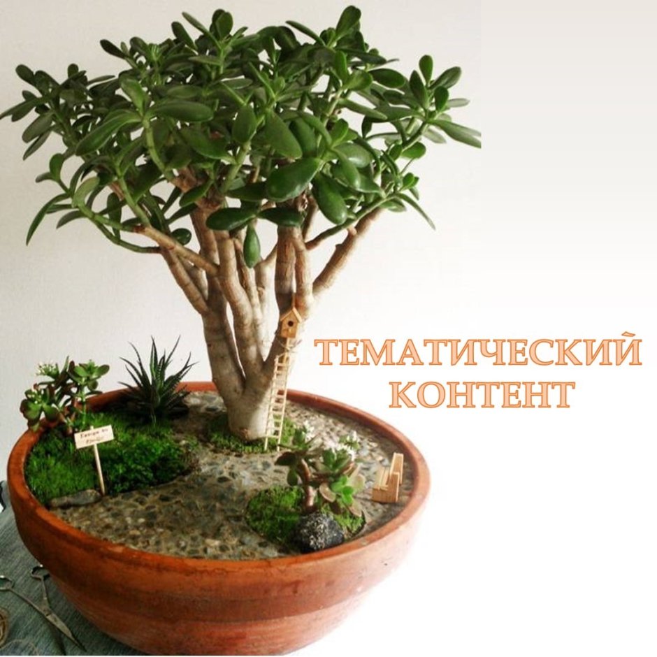 Крассула Лиана