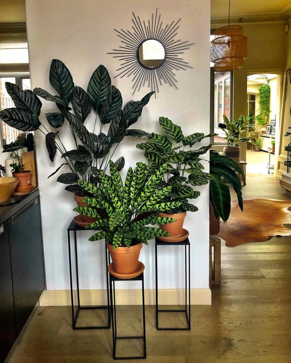 Snake Plant in a Midcentury Modern Planter