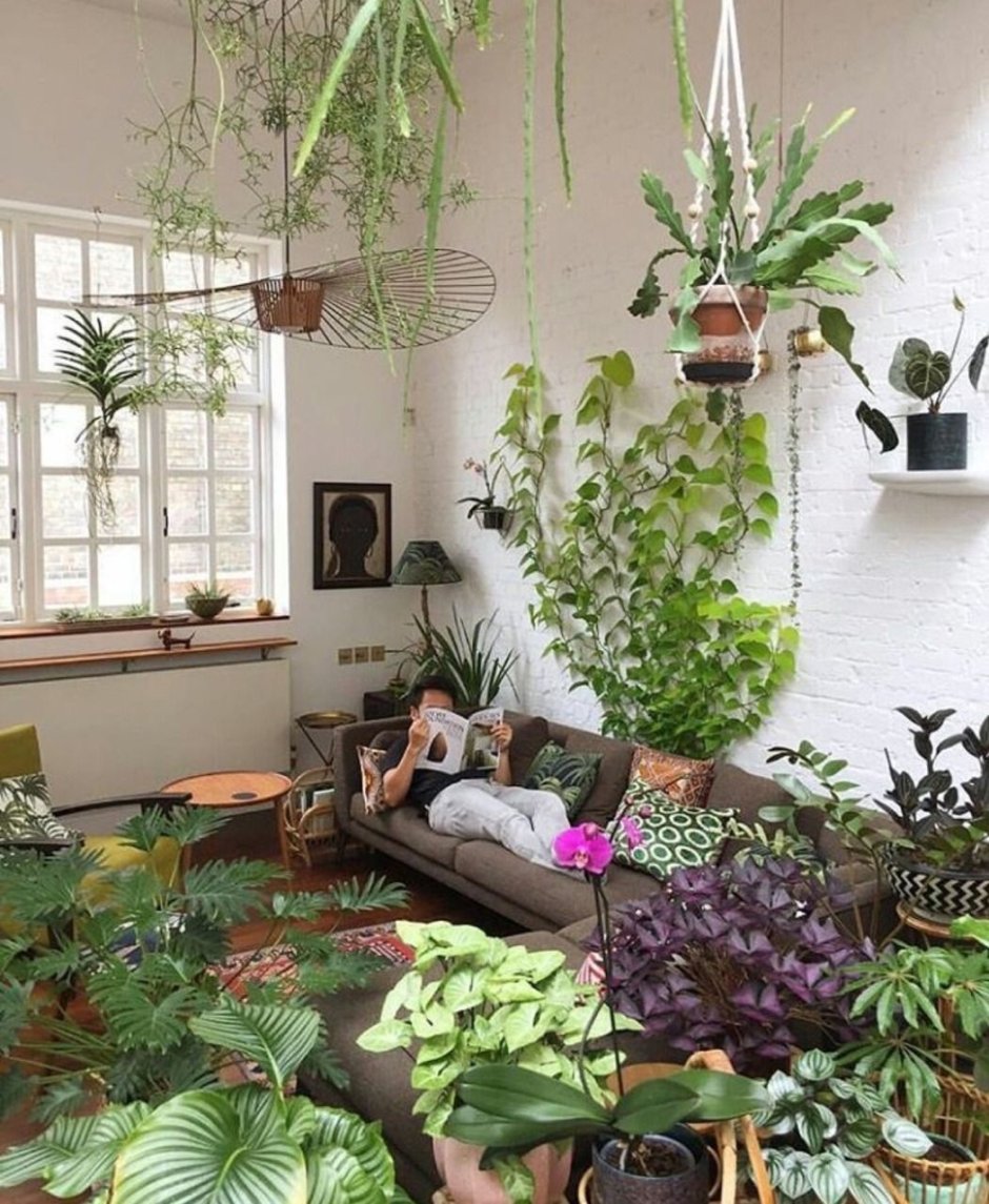 Комната с домашними растениями