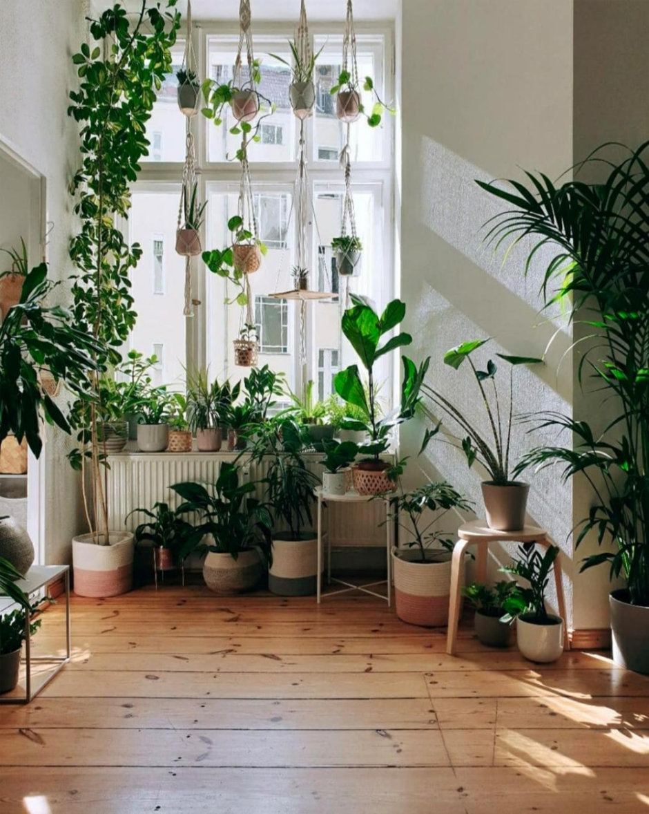 Дизайн комнатные растения (66 фото)